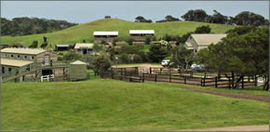 Ace Hi Riding Ranch - Great Ocean Road Tourism 0