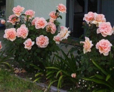 Lot 7 Cottage - Great Ocean Road Tourism 5