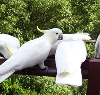 Lorikeet Lane BB - Great Ocean Road Tourism
