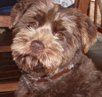 Lagoon Pocket Bed and Breakfast - Great Ocean Road Tourism