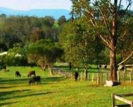 Giba Gunyah Country Cottages - Great Ocean Road Tourism 1