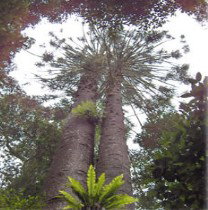 Oakey QLD Great Ocean Road Tourism
