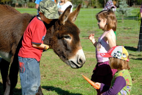 Diamond Forest Farm Stay - Great Ocean Road Tourism 3