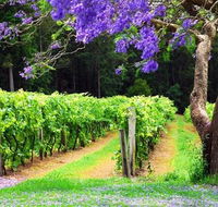Bago Vineyards - Great Ocean Road Tourism