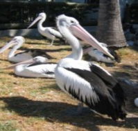 Christmas Cove Caravan Park - Great Ocean Road Tourism