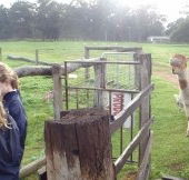 Boronia Farm Farmstay - Great Ocean Road Tourism