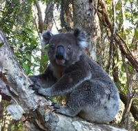 O'Carrollyns At One Mile Beach - Great Ocean Road Tourism