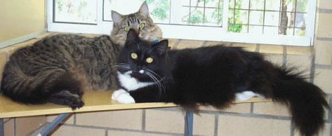 Beenleigh Pet Motel - Great Ocean Road Tourism 2