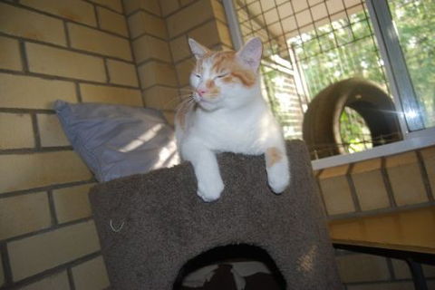 Beenleigh Pet Motel - Great Ocean Road Tourism 3