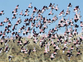 Copley Caravan & Cabin Park - Great Ocean Road Tourism 0