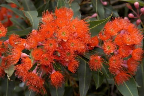 Ficifolia Lodge - Great Ocean Road Tourism 3