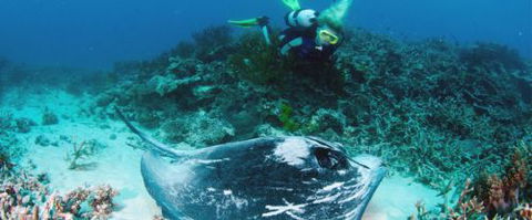 Heron Island Resort - Great Ocean Road Tourism 0