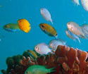 Heron Island Resort - Great Ocean Road Tourism 3