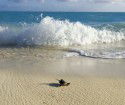 Heron Island Resort - Great Ocean Road Tourism 4