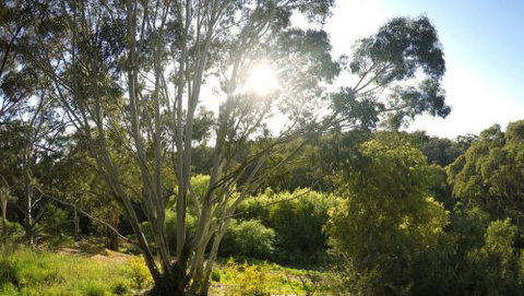 Springs Creek - Great Ocean Road Tourism 4