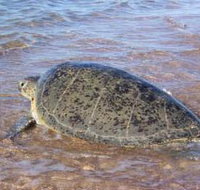 Mackerel Islands - Great Ocean Road Tourism