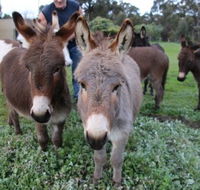 Donkey Tales Farm Cottages