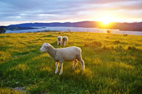 Bruny Island Guest House - Great Ocean Road Tourism 6