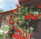 Rose Cottage Bed And Breakfast - Great Ocean Road Tourism