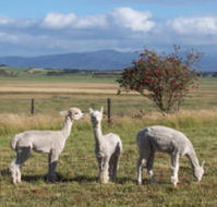 Promhills Cabins - Great Ocean Road Tourism