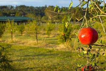 Talga Estate - Great Ocean Road Tourism 25