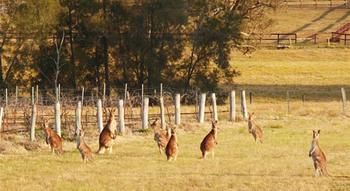Talga Estate - Great Ocean Road Tourism 44