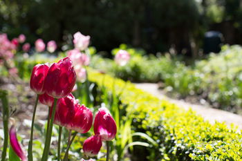 Adeline Bed And Breakfast - Great Ocean Road Tourism 17