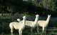 Blackwattle Farm B&B And Farm Stay - thumb 0