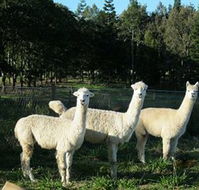 Blackwattle Farm BampB and Farm Stay - Great Ocean Road Tourism