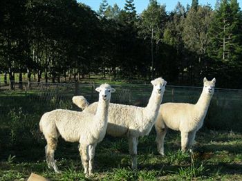 Blackwattle Farm B&B And Farm Stay - Great Ocean Road Tourism 0