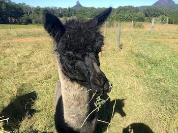 Blackwattle Farm B&B And Farm Stay - Great Ocean Road Tourism 4