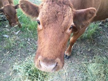 Blackwattle Farm B&B And Farm Stay - Great Ocean Road Tourism 5