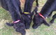 Blackwattle Farm B&B And Farm Stay - thumb 6