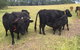 Blackwattle Farm B&B And Farm Stay - thumb 8