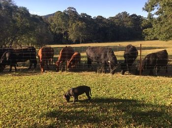 Blackwattle Farm B&B And Farm Stay - Great Ocean Road Tourism 13