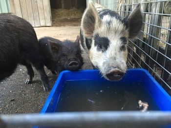 Blackwattle Farm B&B And Farm Stay - Great Ocean Road Tourism 14