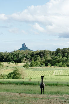 Blackwattle Farm B&B And Farm Stay - Great Ocean Road Tourism 38