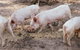 Blackwattle Farm B&B And Farm Stay - thumb 40