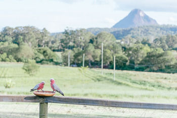 Blackwattle Farm B&B And Farm Stay - Great Ocean Road Tourism 42