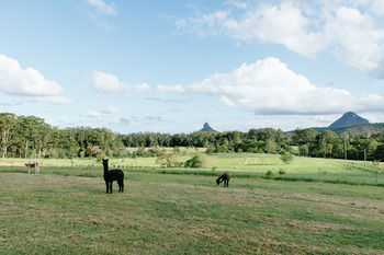 Blackwattle Farm B&B And Farm Stay - Great Ocean Road Tourism 43