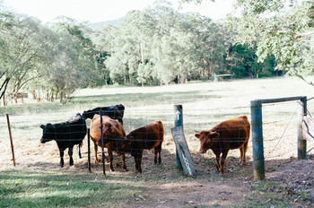 Blackwattle Farm B&B And Farm Stay - Great Ocean Road Tourism 44