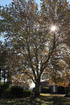 Airport Motel Sir Francis Drake - Great Ocean Road Tourism 16