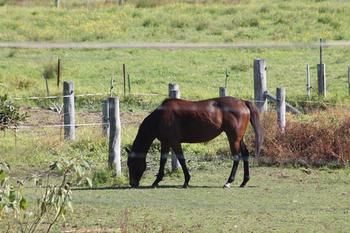 Airport Motel Sir Francis Drake - Great Ocean Road Tourism 17