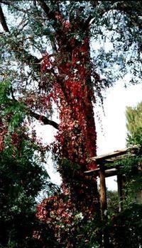 A Winter-rose Cottage B&B - Great Ocean Road Tourism 7