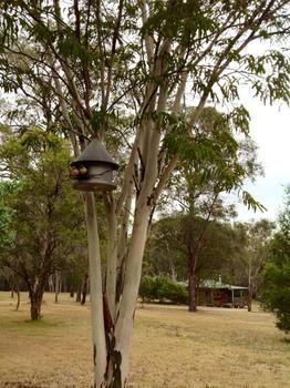 Buffs At Pokolbin - Great Ocean Road Tourism 2