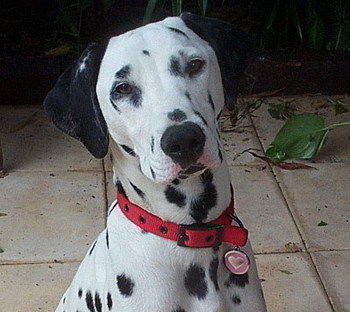 Tantarra Bed And Breakfast - Great Ocean Road Tourism 17