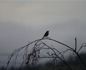 Viewenmore Villa Bed & Breakfast - Great Ocean Road Tourism 5