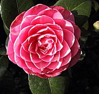 Cloverlea Gardens Bed and Breakfast - Great Ocean Road Tourism
