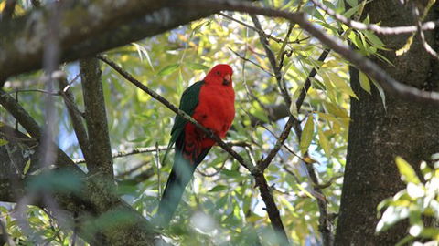 Gentle Annie Caravan And Camping Reserve - Great Ocean Road Tourism 2