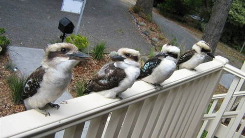 Around About Lorne Studios Or B&B - Great Ocean Road Tourism 2